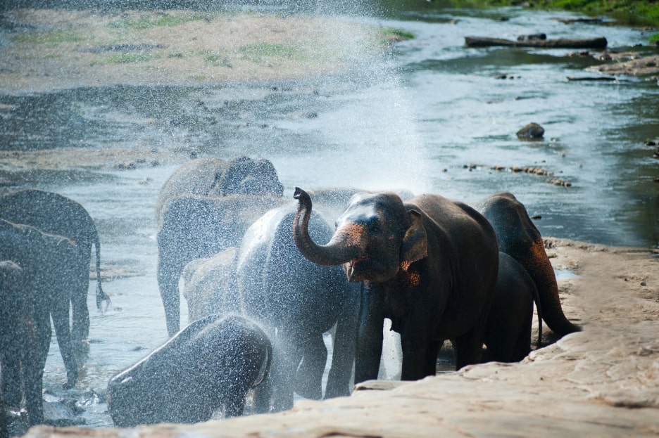 Elephant Family