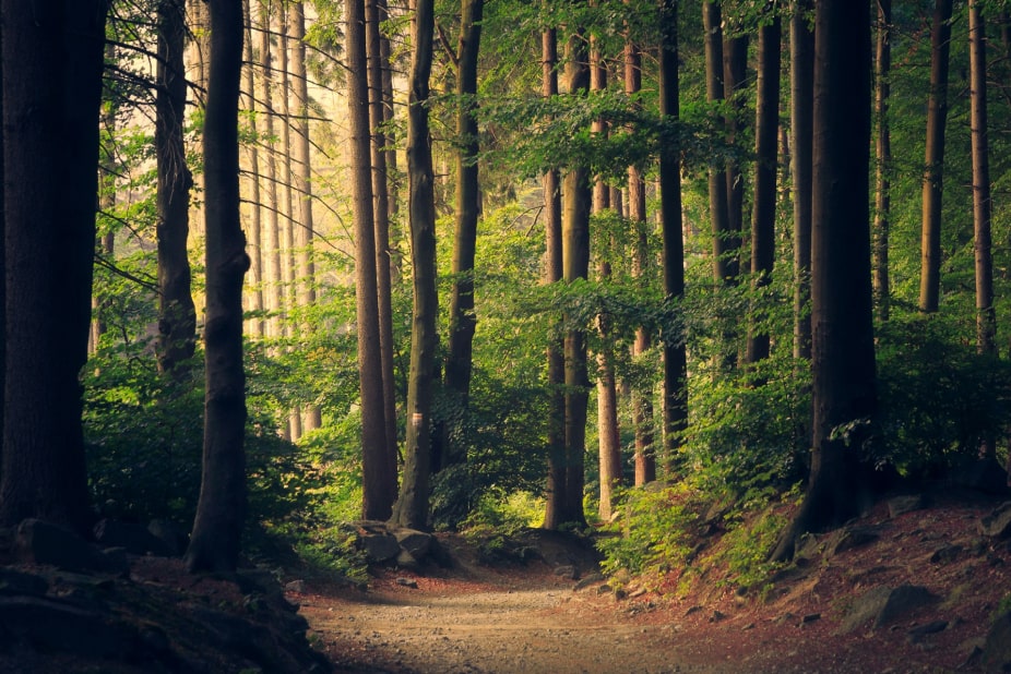 Enchanted Forest Canopy